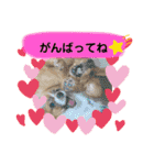 かっかとちゃみとはむちーの日常会話（個別スタンプ：29）