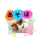 かっかとちゃみとはむちーの日常会話（個別スタンプ：31）