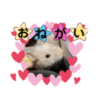 かっかとちゃみとはむちーの日常会話（個別スタンプ：35）