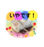 かっかとちゃみとはむちーの日常会話（個別スタンプ：36）