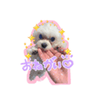 かわいいわんこマルプースタンプ（個別スタンプ：2）