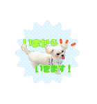 かわいいわんこマルプースタンプ（個別スタンプ：6）