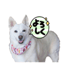 白犬アルル(実写)（個別スタンプ：1）