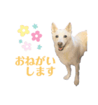 白犬アルル(実写)（個別スタンプ：2）