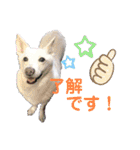 白犬アルル(実写)（個別スタンプ：3）