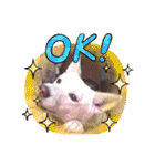 白犬アルル(実写)（個別スタンプ：4）