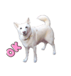 白犬アルル(実写)（個別スタンプ：5）