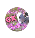 白犬アルル(実写)（個別スタンプ：6）