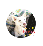 白犬アルル(実写)（個別スタンプ：7）