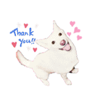 白犬アルル(実写)（個別スタンプ：8）