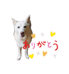 白犬アルル(実写)（個別スタンプ：9）
