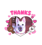 白犬アルル(実写)（個別スタンプ：10）