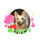 白犬アルル(実写)（個別スタンプ：11）