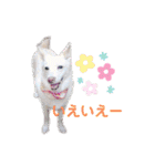 白犬アルル(実写)（個別スタンプ：12）