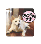 白犬アルル(実写)（個別スタンプ：13）