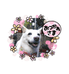 白犬アルル(実写)（個別スタンプ：14）