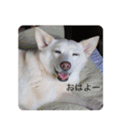 白犬アルル(実写)（個別スタンプ：15）