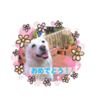 白犬アルル(実写)（個別スタンプ：17）