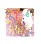 白犬アルル(実写)（個別スタンプ：18）