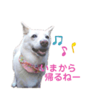 白犬アルル(実写)（個別スタンプ：19）