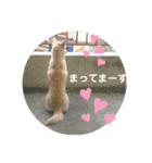 白犬アルル(実写)（個別スタンプ：20）