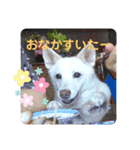 白犬アルル(実写)（個別スタンプ：21）