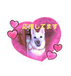 白犬アルル(実写)（個別スタンプ：22）