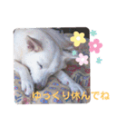 白犬アルル(実写)（個別スタンプ：23）