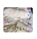 白犬アルル(実写)（個別スタンプ：24）
