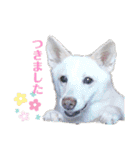 白犬アルル(実写)（個別スタンプ：25）