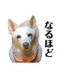 白犬アルル(実写)（個別スタンプ：27）