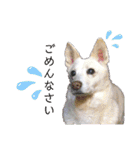 白犬アルル(実写)（個別スタンプ：28）