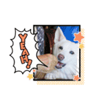 白犬アルル(実写)（個別スタンプ：29）