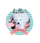 白犬アルル(実写)（個別スタンプ：30）