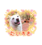 白犬アルル(実写)（個別スタンプ：31）