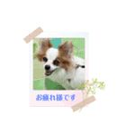 パピヨンぴのちゃんのスタンプ8♡（個別スタンプ：6）