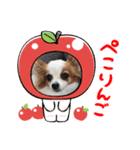 パピヨンぴのちゃんのスタンプ8♡（個別スタンプ：7）