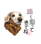 犬いぬイヌ ダックス スタンプ2（個別スタンプ：3）