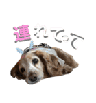 犬いぬイヌ ダックス スタンプ2（個別スタンプ：4）