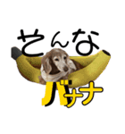 犬いぬイヌ ダックス スタンプ2（個別スタンプ：5）
