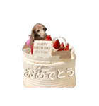犬いぬイヌ ダックス スタンプ2（個別スタンプ：8）