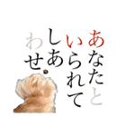 犬いぬイヌ ダックス スタンプ2（個別スタンプ：9）