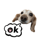 犬いぬイヌ ダックス スタンプ2（個別スタンプ：11）