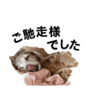 犬いぬイヌ ダックス スタンプ2（個別スタンプ：15）