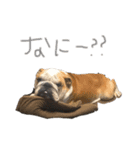 ブルドックの気持ち①（個別スタンプ：1）