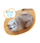 ルビー＆ソラの日常（個別スタンプ：5）