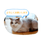 ルビー＆ソラの日常（個別スタンプ：8）