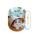 ルビー＆ソラの日常（個別スタンプ：12）