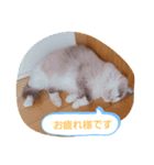 ルビー＆ソラの日常（個別スタンプ：15）