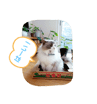 ルビー＆ソラの日常（個別スタンプ：17）